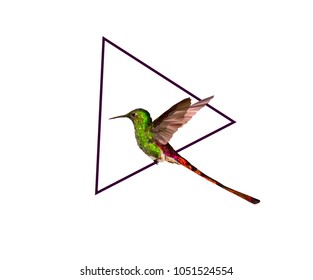 colibri on purple triangle
