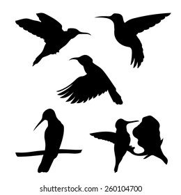 Colibri set of silhouettes vector