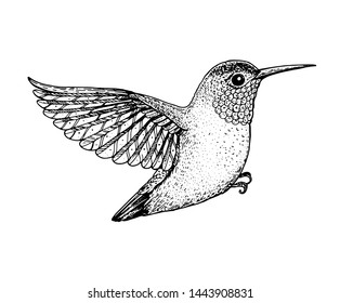 Dibujo Colibri, ilustración vectorial. Ave colibri volador dibujado a mano. Ilustración grabada. Dibujo de Hummingbird.