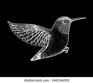 Colibri sketch, vector illustration. Hand drawn flying colibri bird. Engraved illustration. Hummingbird  sketch.