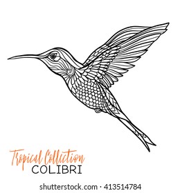 Colibri. Tropical bird. Vector illustration. Coloring book for adult and older children. Coloring page. Outline drawing.
