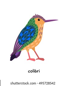 Colibri vector illustration