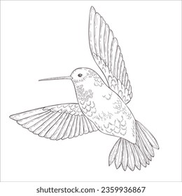 Colibri Vector Illustration on the White Background.