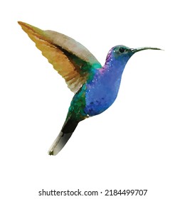 Colibri vector on white background. Hummingbird illustration on white background. Tropical bird picture. Birds hand drawn. Exotic fauna. Clipart for logo, greeting card and design.