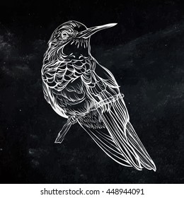 Colibri.Detailed drawing of a bird.handmade.Vector illustration isolated on  black background