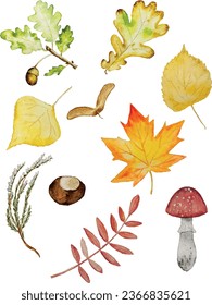 collage of autumn leaves of acorns and chestnuts