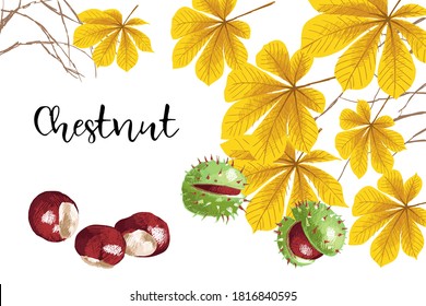 Collage of chestnuts and yellow chestnut leaves, hand-drawn.