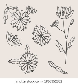 Collage of different parts of a flower. Set of hand drawn plants, leaves, dots, blooms. Minimalist sketches. Isolated on beige. Illustrations for social networks, cover design, interiors, advertising.