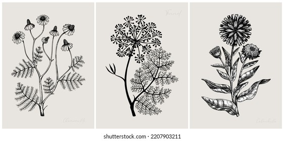 Collage style herbs vector illustration. Herbal plants and flowers sketches. Trendy floral design with botanical chamomile, fennel, calendula drawings. Print, poster, wall art, cards in vintage style.