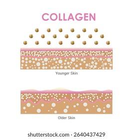 Collagen Aging Infographic,Comparing Young vs Mature Skin Structure, Protection Skin , vector design