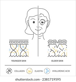 Colágeno y envejecimiento. Cambios de piel en mujeres jóvenes y mayores. La sección transversal de la piel muestra células de colágeno, elastina y ácido hialurónico. El concepto de belleza y bienestar. Ilustración vectorial médica.