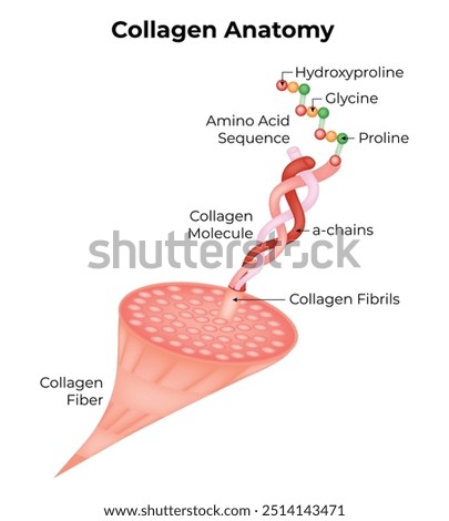Collagen Anatomy Science Design Vector Illustration Diagram