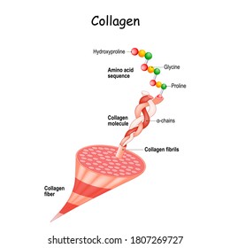 collagen anatomy. Structure of collagen fibers from fibrils and molecule to chains and Amino acid sequence (Hydroxyproline, Proline, Glycine). Extracellular matrix. Medical scheme. Vector illustration