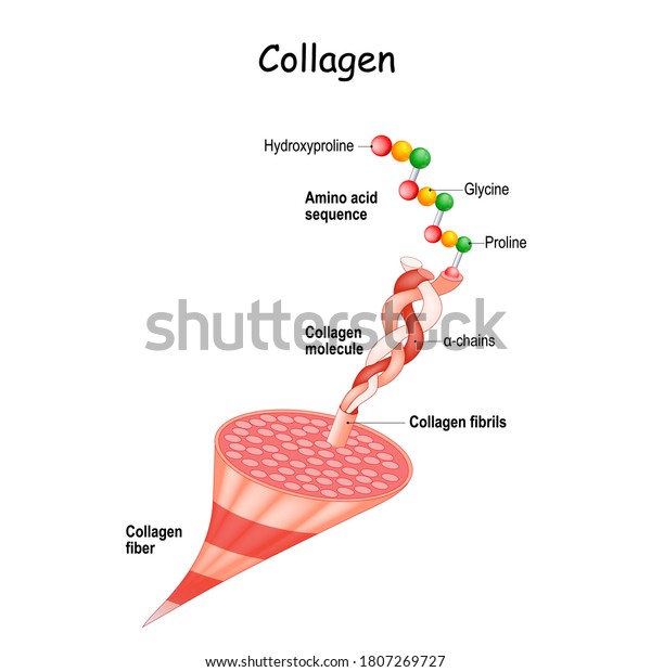 コラーゲン解剖学 線維と分子から鎖とアミノ酸配列 ヒドロキシプロリン プロリン グリシン までのコラーゲン繊維の構造 細胞外基質 医療制度 ベクターイラスト のベクター画像素材 ロイヤリティフリー