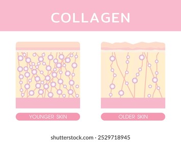 Colagênio, Cuidados da pele Conceito, colagênio vetor da pele sérica