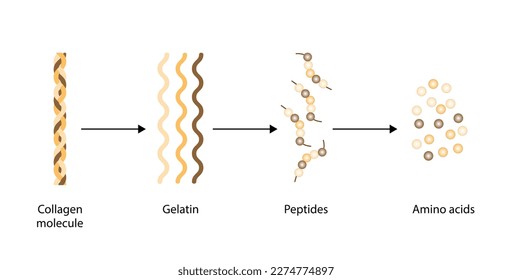 Collagen Digestion, Denaturation, Degradation and hydrolysis. Collagen digestion Gelatin Peptides and Amino acids. Vector Illustration.