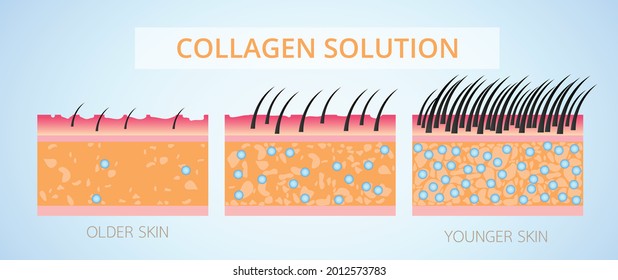Kollagen und Elastin,Schutzhaut-Vektordesign