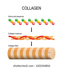 Collagen (fiber, molecule, and Amino acid sequence). Three polypeptides coil to form tropocollagen. Tropocollagens bind together to form a fibril. Many fibrils bind together form a collagen fibre.