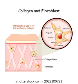 Collagen and fibroblast. Skin with Collagen fibers and  cells that synthesize collagen. Close-up of fibroblast structure