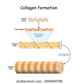Collagen formation. From Peptide chains to Multiple tropocollagen molecules that form collagen fibrils. Multiple fibrils form into collagen fibers. Vector illustration