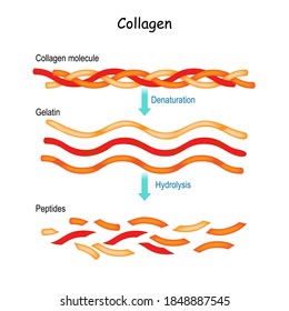 Collagen Hydrolysis and Denaturation. from Collagen molecule to Gelatin and peptides.