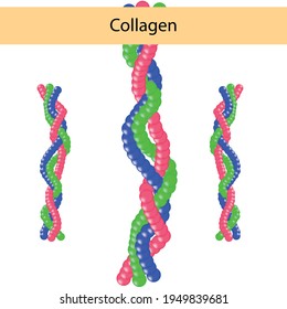 El colágeno es un componente importante de la piel humana para el estudio. utilizado en cosmetología. elementos médicos