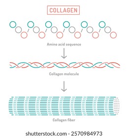 Collagen molecular structure. Connective tissue protein dagram. Educational, scientifical poster. Editable stroke. Medical banner in outline style. Vector illustration isolated on a white background