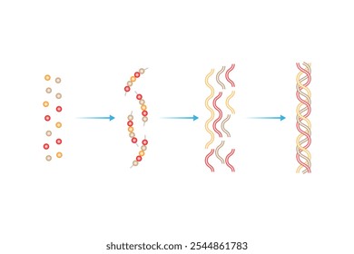 Collagen Molecule Formation (Synthesis) Science Design. Vector Illustration.