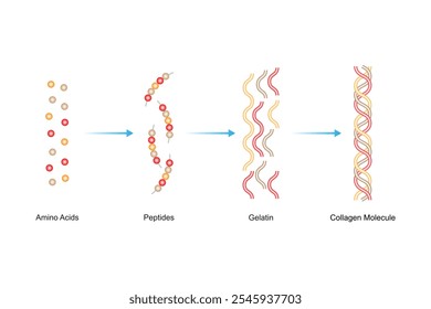 Collagen Molecule Formation (Synthesis) Science Design. Vector Illustration.