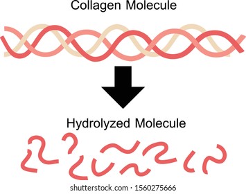 Collagen Molecule And Hydrolyzed Collagen Molecule.