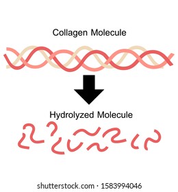 Collagen Molecule And Hydrolyzed Collagen Molecule.