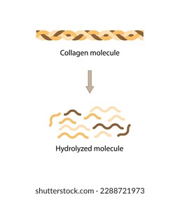 Collagen molecule and hydrolyzed molecule. Collagen Digestion, Denaturation, Degradation and hydrolysis. Collagen digestion Gelatin Peptides and Amino acids. Vector Illustration.	