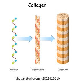 collagen molecule. Structure of a collagen fibers. amino acids bound together to form a triple helix of elongated fibril. 