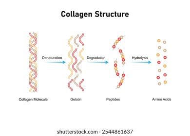 Projeto de Ciência da Estrutura Molecular do Colágeno. Ilustração de vetor.