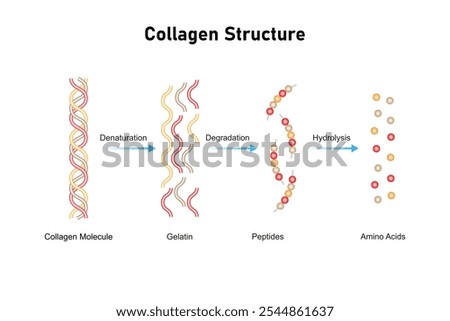 Collagen Molecule Structure Science Design. Vector Illustration.