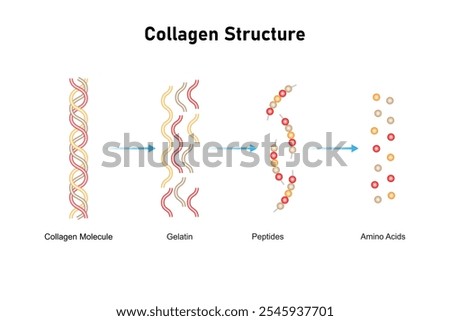 Collagen Molecule Structure Science Design. Vector Illustration.