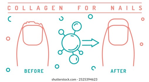 Kollagen für Nägel vor dem Poster mit Linien-Icons. Wichtiges Protein für den menschlichen Körper. Bearbeitbarer Strich. Medizinischer Druck im Umrissstil. Wellness-Konzept. Isolierte Vektorgrafik