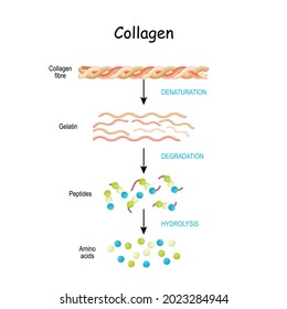 collagen peptides are digested and broken down into amino acids. Collagen digestion from fibre to Amino acids, Gelatin and Peptides. hydrolysis, degradation, and denaturation