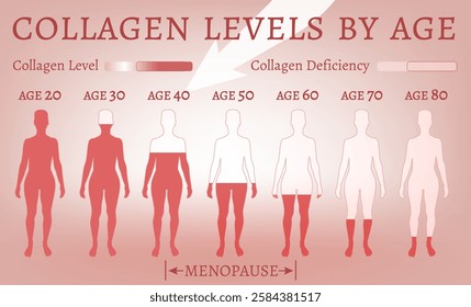 Collagen production in women based on age. Medical, healthcare infographics. Important information. Menopause problem. Editable vector illustration isolated on a white background. Horizontal banner