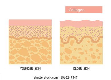 Collagen ,Protection Skin vector