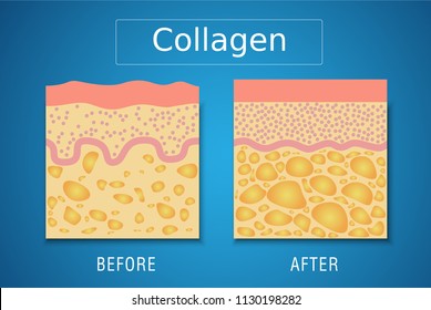 Collagen ,Protection Skin Vector