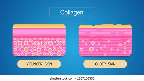 Collagen ,Protection Skin vector