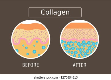 Collagen ,Protection Skin Vector