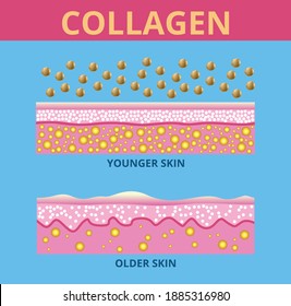 Colágeno ,Protección Diseño vectorial de la piel.