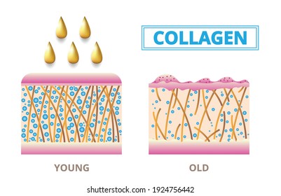 Collagen ,Protection Skin ,vector design.