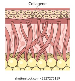 Collagen protein in skin structure diagram schematic vector illustration. Medical science educational illustration