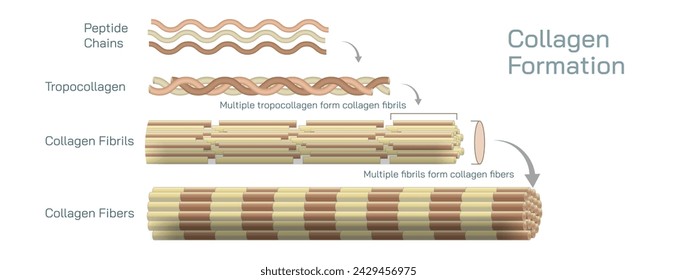 El colágeno es una proteína que se compone de aminoácidos abundantes en la piel, los huesos, los tejidos y los tendones, donde proporciona una fuerza y estructura perfectas debido a su rigidez ilustración vectorial.