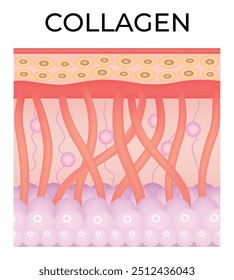 Collagen Science Design Vector Illustration Diagram