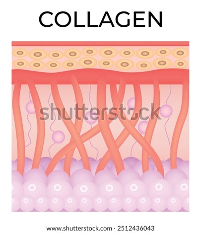 Collagen Science Design Vector Illustration Diagram