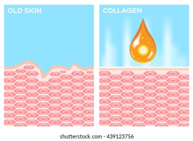 collagen and skin vector , apply on cell , 